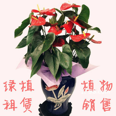 武漢武昌區(qū)禮品鮮花公司 58網(wǎng)鄰?fù)ǘY品花卉銷售的全流程服務(wù)